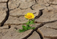 noticia PALAVRA DE HOJE - UMA TERRA SEM FÉ