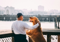 notícia Diferença entre canis de Golden Retriever e criadores informais