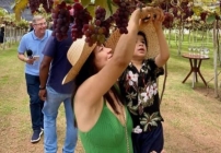 noticia Vila Don Patto anuncia sua quinta edição da tradicional festa da “Colheita da Uva”