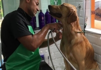 noticia Tendência de mercado, Pet Shower trabalha com espaço otimizado e planos econômicos