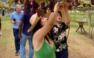 noticia Vila Don Patto anuncia sua quinta edição da tradicional festa da “Colheita da Uva”