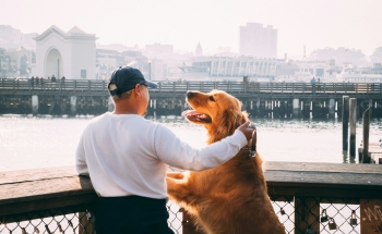 noticia Diferença entre canis de Golden Retriever e criadores informais