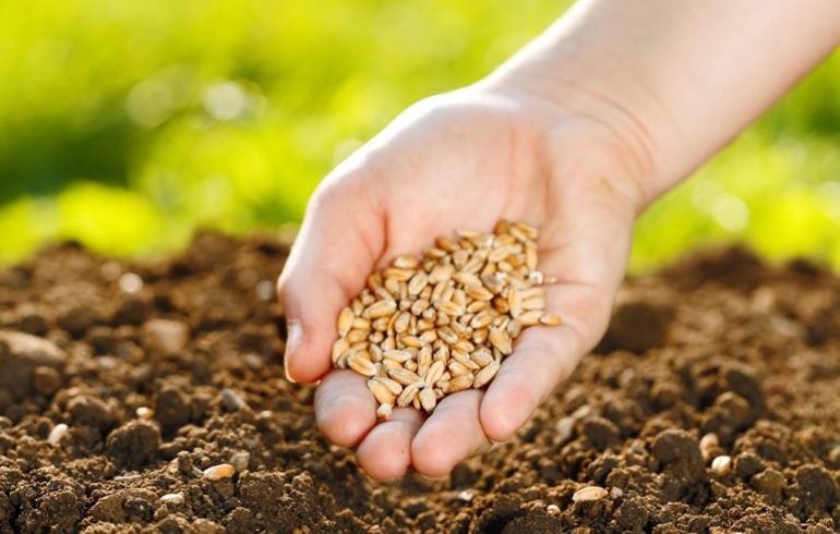 noticia PALAVRA DE HOJE - PLANTANDO SEMENTES