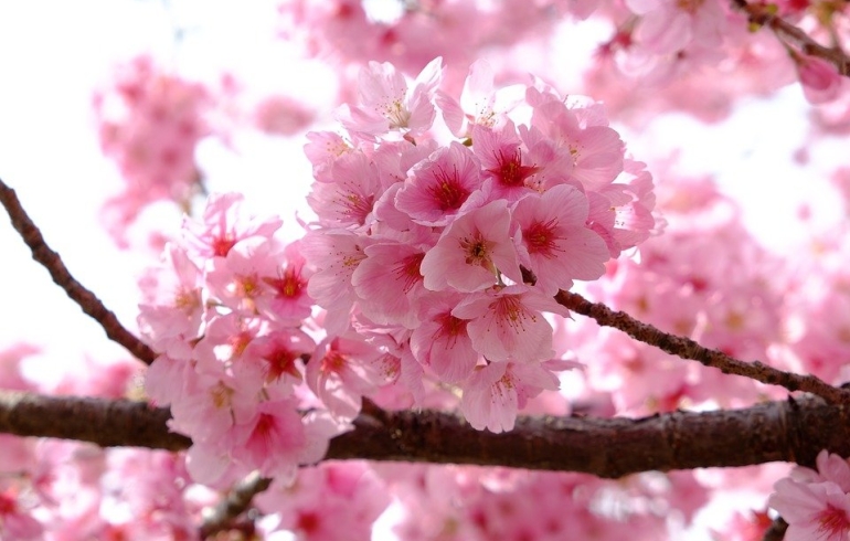 noticia Como manter sua flor saudável no inverno