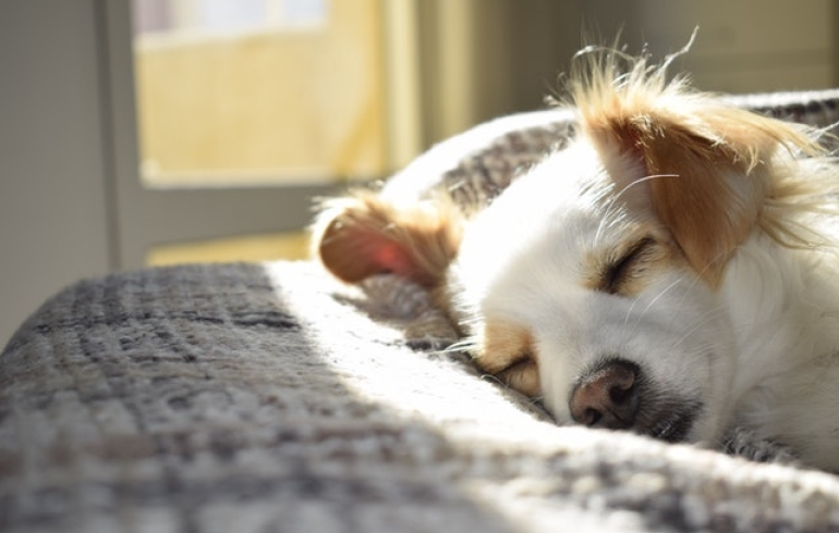 noticia Nomes para cachorro: confira algumas ideias