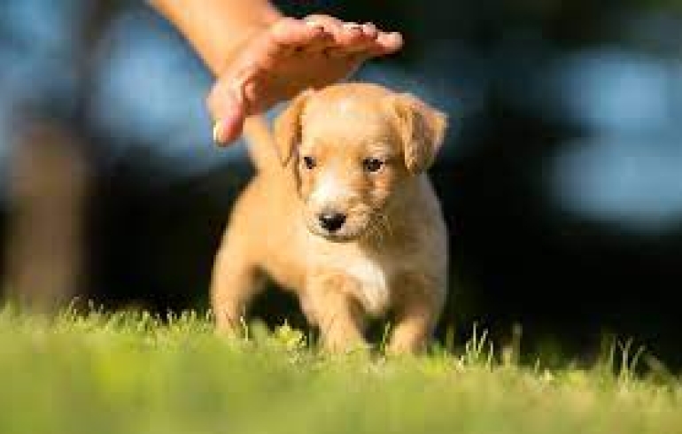 noticia Puppy Classes: Projeto de desenvolvimento saudável de filhotes de cães e tutores