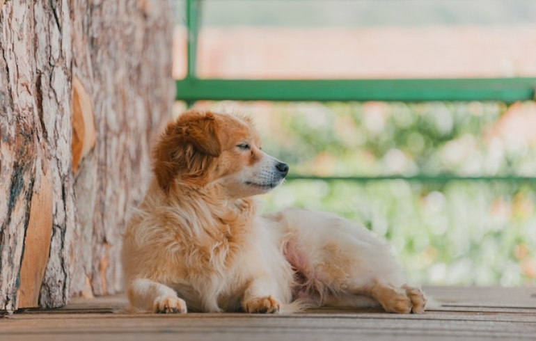 noticia Cuidados para prevenir pulgas e carrapatos nos pets