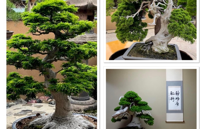 noticia Museu Bonsai Shunkaen