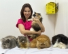 noticia Letícia Alves exalta sua paixão e dedicação ao mundo pet  com atendimento às reaças dos felinos