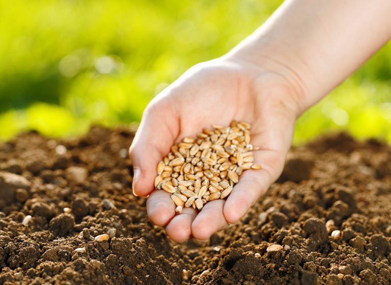 noticia PALAVRA DE HOJE - PLANTANDO SEMENTES