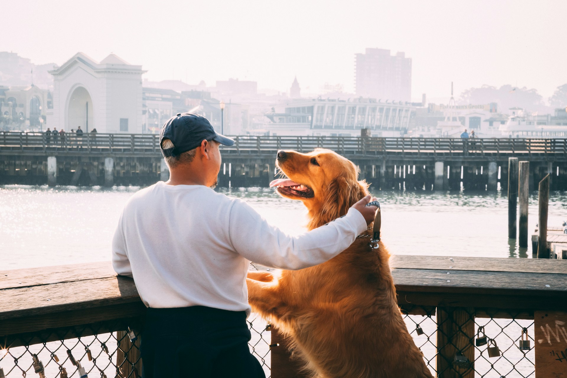 noticia Diferença entre canis de Golden Retriever e criadores informais