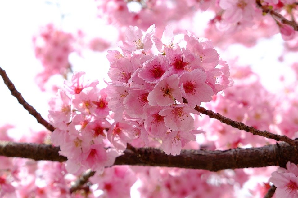 noticia Como manter sua flor saudável no inverno