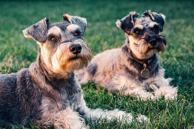 noticia 13 Regras básicas para quem deseja ter um animal de estimação